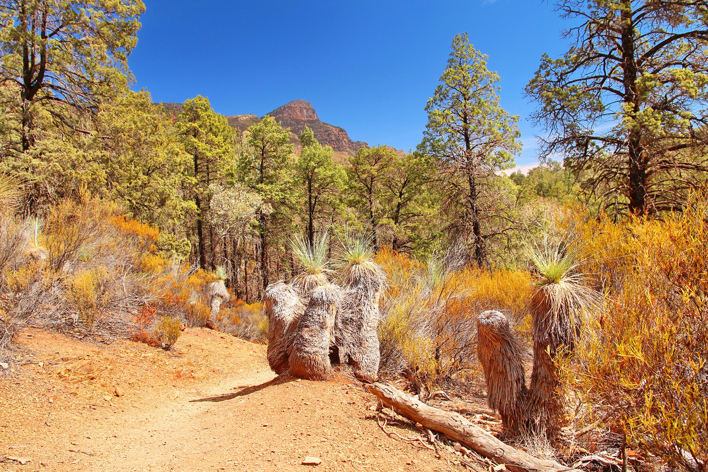 Red Centre and Flinders Ranges Exploration